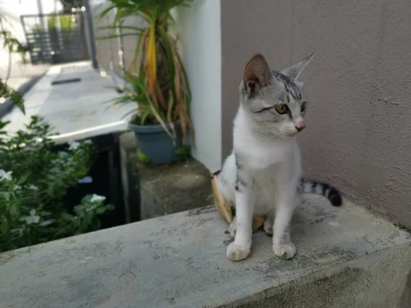 정원에서 배회하는 고양이를 — 스톡 사진