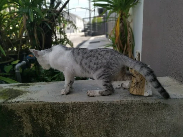 Tinggal Kucing Muda Berkeliaran Taman — Stok Foto