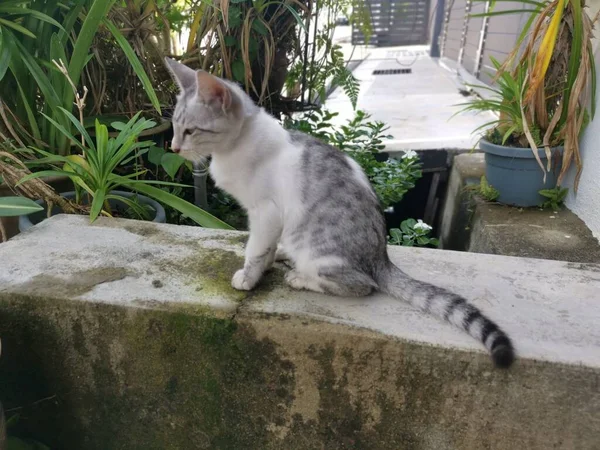 Genç Kedi Bahçede Aylak Aylak Dolaşır — Stok fotoğraf