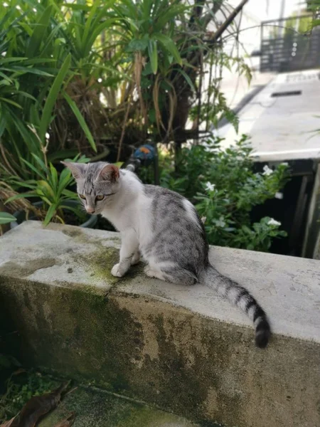 Verblijf Jong Kat Rondhangen Tuin — Stockfoto