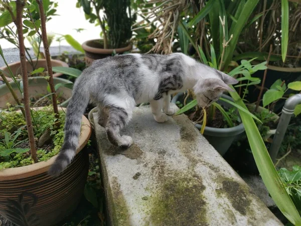 Залишатися Молодою Кішкою Грабує Саду — стокове фото