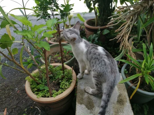 Junge Katze Garten Herumtollen Lassen — Stockfoto