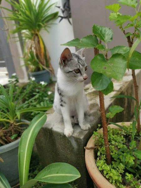 Ficar Jovem Gato Vagueando Jardim — Fotografia de Stock