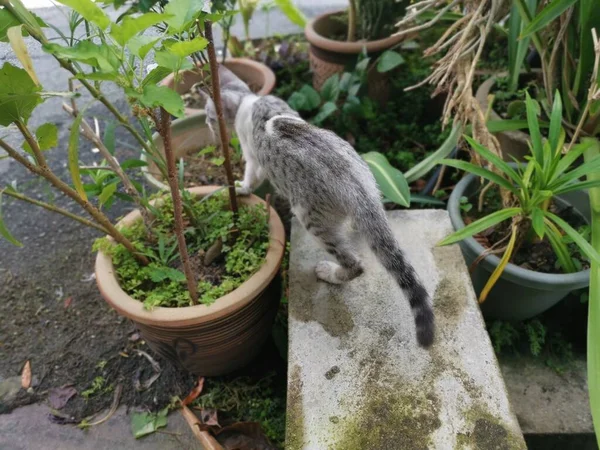 Genç Kedi Bahçede Aylak Aylak Dolaşır — Stok fotoğraf
