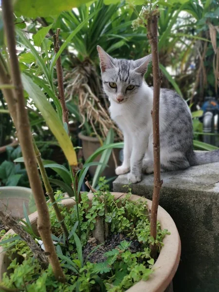 Stay Young Cat Loitering Garden — Stock Photo, Image