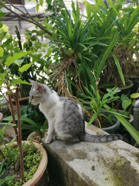 정원에서 배회하는 고양이를 — 스톡 사진