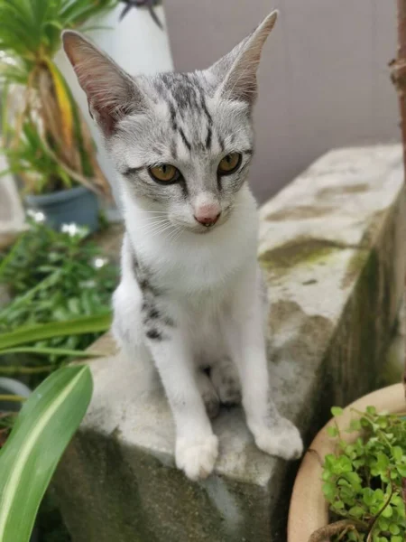 Junge Katze Garten Herumtollen Lassen — Stockfoto