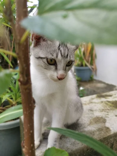 让年轻的猫在花园里游荡 — 图库照片