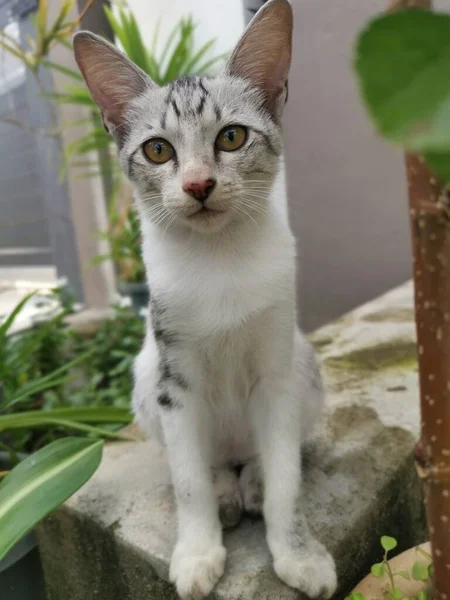 Tinggal Kucing Muda Berkeliaran Taman — Stok Foto