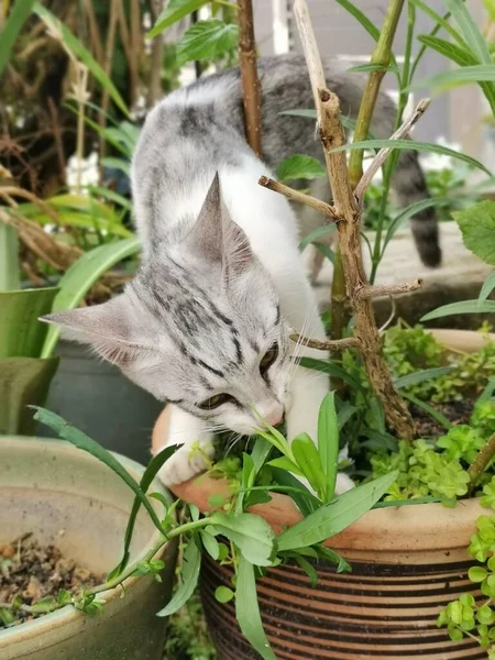 让年轻的猫在花园里游荡 — 图库照片