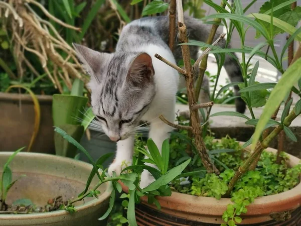 让年轻的猫在花园里游荡 — 图库照片