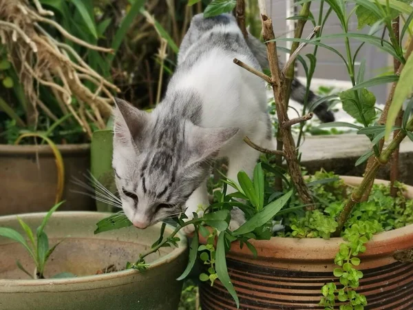 Rimanere Giovane Gatto Gironzolando Giardino — Foto Stock