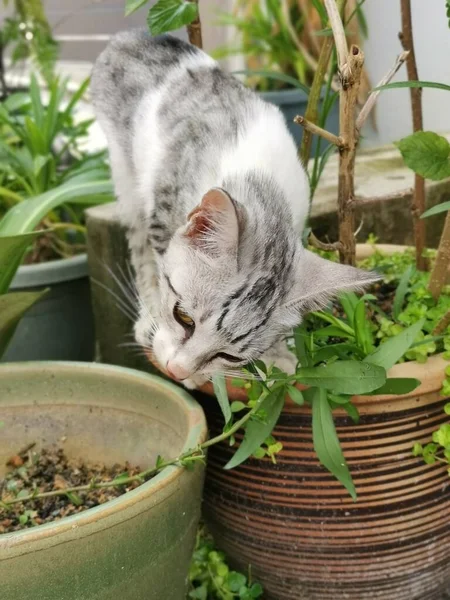 Rimanere Giovane Gatto Gironzolando Giardino — Foto Stock