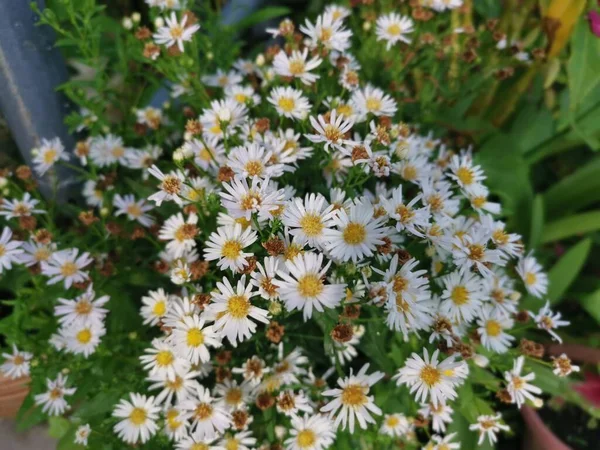 Красивый Белый Симфиотрих Нового Цветка — стоковое фото