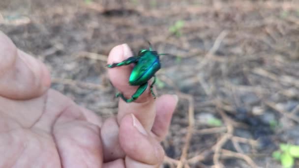 Besouro Sagra Buqueti Macho Verde — Vídeo de Stock