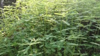 Phyllanthus çalı otları tarlada yetişiyor.