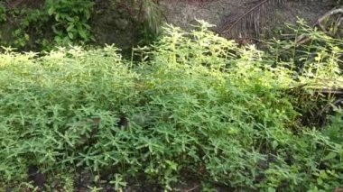 Phyllanthus çalı otları tarlada yetişiyor.