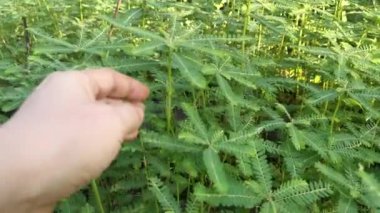 Phyllanthus çalı otları tarlada yetişiyor.