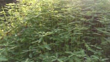 Phyllanthus çalı otları tarlada yetişiyor.