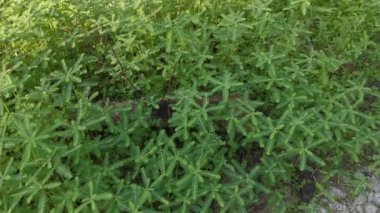 Phyllanthus çalı otları tarlada yetişiyor.