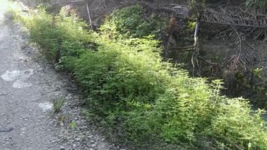 Phyllanthus çalı otları tarlada yetişiyor.