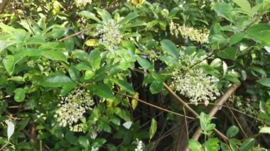 Vitex trifolia bitkisinin küçük infloresansı.