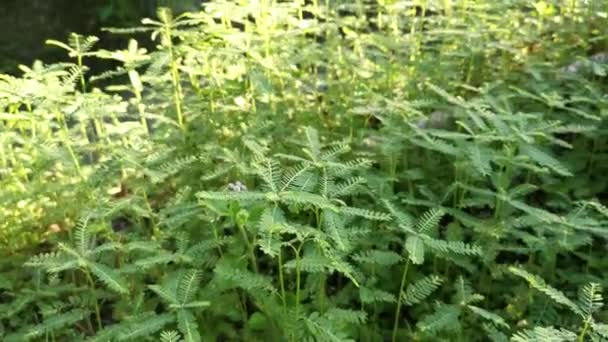 Cespugli Phyllanthus Urinaria Erbaccia Che Cresce Nel Campo — Video Stock