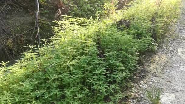 Buissons Phyllanthus Urinaria Mauvaises Herbes Poussant Dans Champ — Video