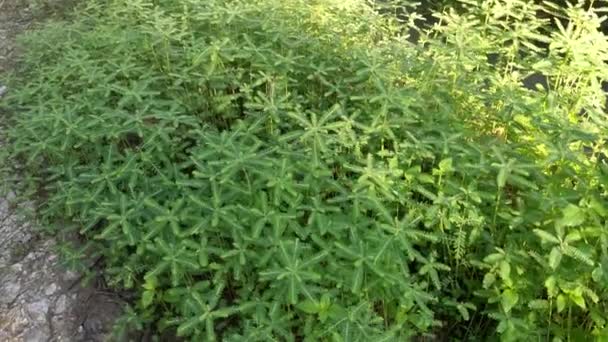 Buissons Phyllanthus Urinaria Mauvaises Herbes Poussant Dans Champ — Video