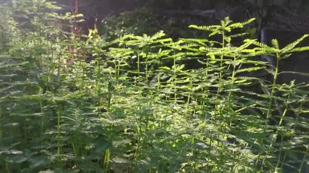 Krzewy Chwastów Phyllanthus Urinaria Rosnące Polu — Wideo stockowe