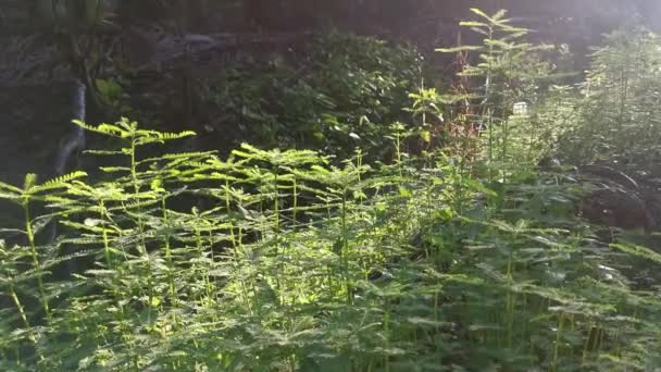 Buissons Phyllanthus Urinaria Mauvaises Herbes Poussant Dans Champ — Video