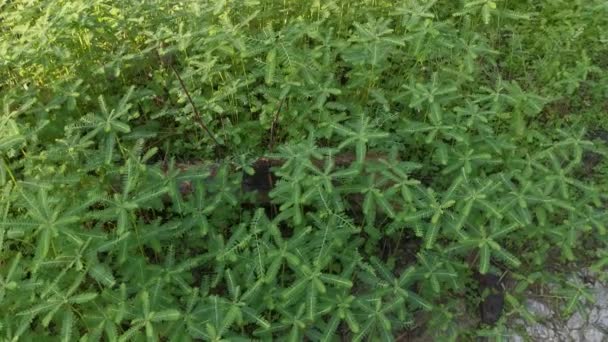 Bushes Phyllanthus Urinaria Weed Growing Field — Stock Video