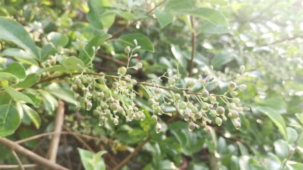 Pequeña Inflorescencia Planta Vitex Trifolia — Vídeos de Stock