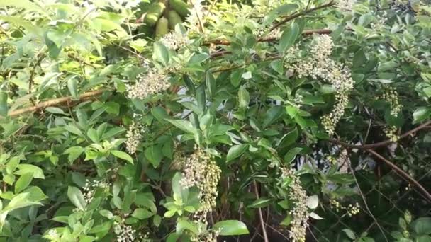 Kleine Bloeiwijze Van Vitex Trifolia Plant — Stockvideo