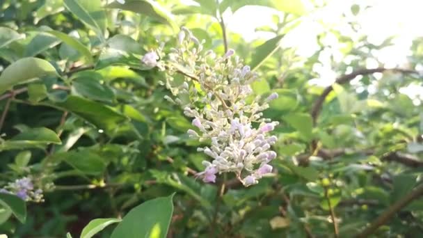 Vitex Trifolia植物の小さな花序 — ストック動画