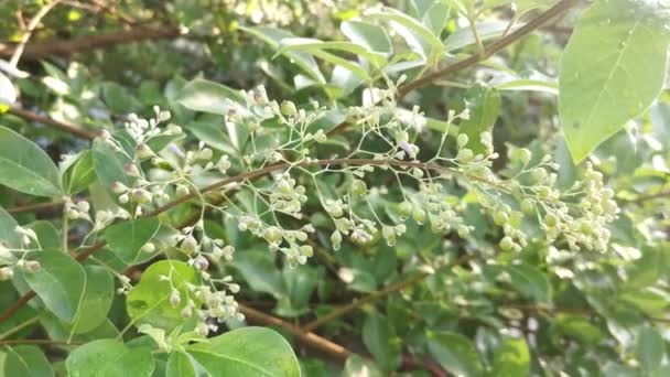 Kleine Bloeiwijze Van Vitex Trifolia Plant — Stockvideo