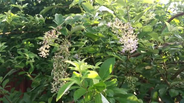 Vitex Trifolia植物の小さな花序 — ストック動画