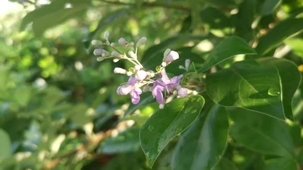 Liten Blomstã Llning Vitex Trifolia Anlã Ggning — Stockvideo