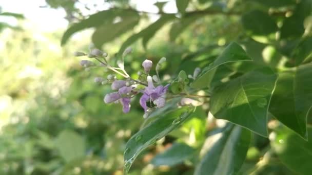 Pequeña Inflorescencia Planta Vitex Trifolia — Vídeo de stock