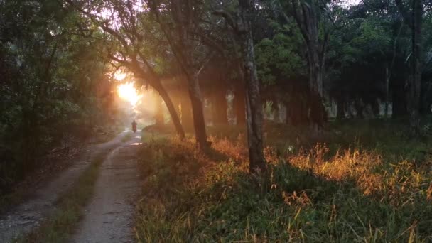 乡郊农场路在日出时分 — 图库视频影像