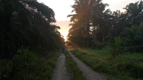 Kırsal Çiftlik Yolu Kırsal Kesimde Gün Doğumunda — Stok video