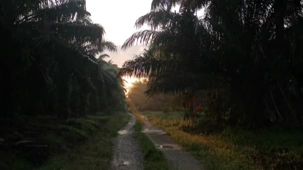 Granja Rural Camino Durante Amanecer Campo — Vídeo de stock