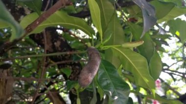 kökten filizlenen artocarpus tamsayısının genç tomurcuk meyvesi.