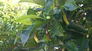 kökten filizlenen artocarpus tamsayısının genç tomurcuk meyvesi.