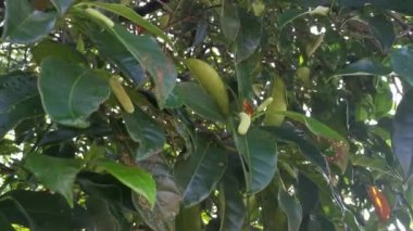 kökten filizlenen artocarpus tamsayısının genç tomurcuk meyvesi.