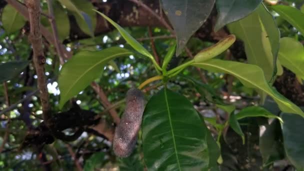Junge Knospenfrucht Von Artocarpus Integer Die Aus Dem Stamm Sprießt — Stockvideo