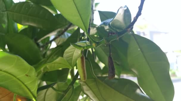 Young Bud Fruit Artocarpus Integer Sprouting Stem — Stock Video