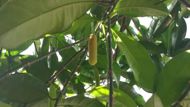 Young Bud Fruit Artocarpus Integer Sprouting Stem — Stock Video