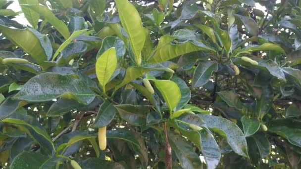 Young Bud Fruit Artocarpus Integer Sprouting Stem — Stock Video