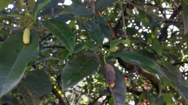 kökten filizlenen artocarpus tamsayısının genç tomurcuk meyvesi.